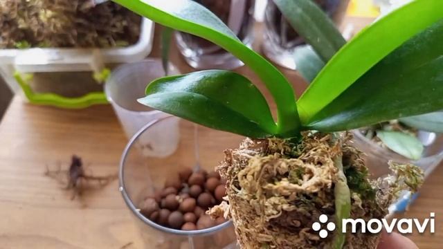 03.05.2024.ОРХИДЕИ-ПОДРОСТКИ ПЕРЕСАЖЕНЫ ДЛЯ НАРАЩИВАНИЯ КОРНЕЙ И ЛИСТОВОЙ МАССЫ!!!👍🥰☀️ смотреть онлайн