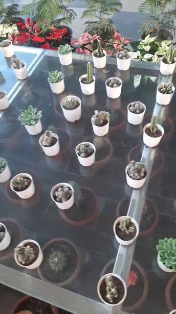 cacti смотреть онлайн