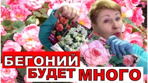 Будут каскады бегоний, если знать несколько секретов при посадки клубней