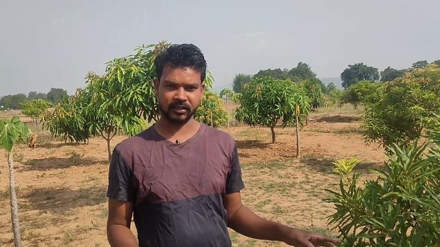 Layer Farming Of Organic Mango Banana Ginger Papaya Mug Dal 5 लेयर खेती Potato,tomato#kisanbandhu