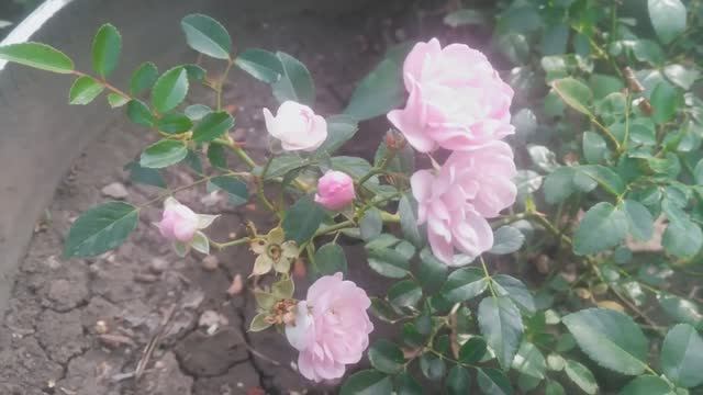 Цветы розовая роза