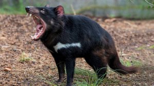 Тасманский Дьявол – ночной кошмар! Агрессивный, крикливый и очень прожорливый!