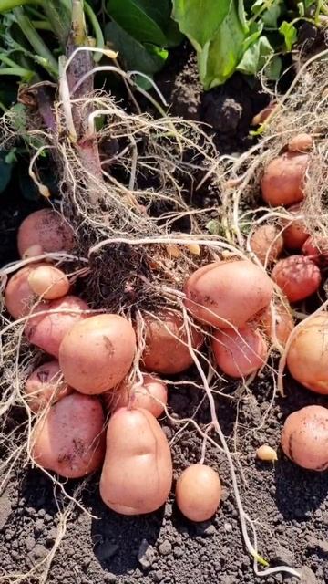 Скоко с куста?😉🖐️ #kartofelural #potato #agriculture смотреть онлайн