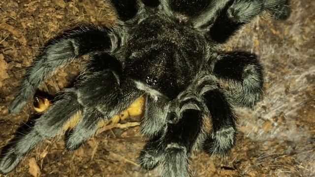 Grammostola pulchra and Pamphobeteus antinous feeding. смотреть онлайн