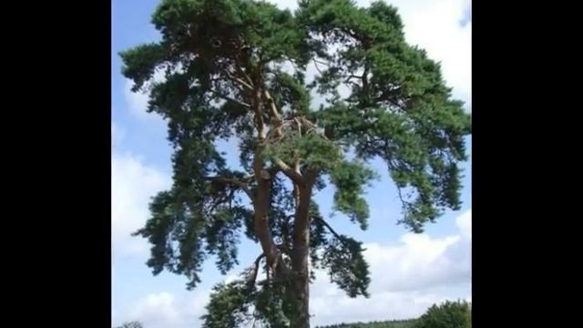 Pinus sylvestris смотреть онлайн