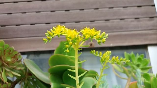 My Sedum angelina - golden sedum succulent in beautiful yellow flowers смотреть онлайн