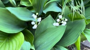 Ландыши для здоровья ! НО ОНИ ЯДОВИТЫЕ !!!