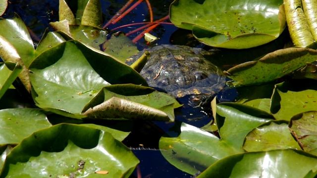 Красноухие черепахи Видео Л П Юрчишко смотреть онлайн