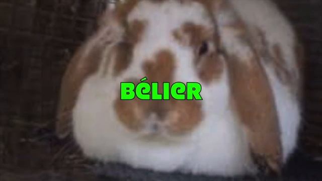 l'élevage des lapin смотреть онлайн