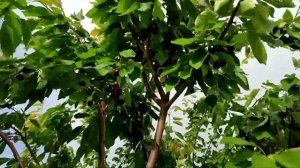 Сорта черешни Сказка на 28 мая 2024год.