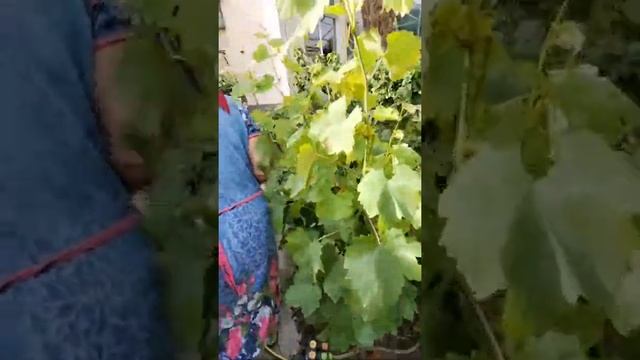 Мы Гулять.Днепр. Подсолнухи. смотреть онлайн