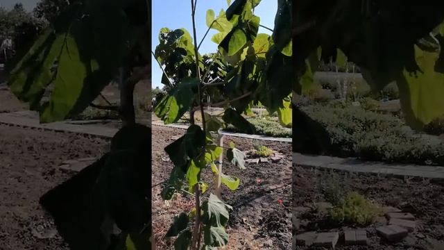 Откриване на новата детска градина Калинка в кв. Черно море гр. Бургас(5) смотреть онлайн