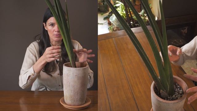 Dracaena volkensii Houseplant Care — 250 of 365 смотреть онлайн