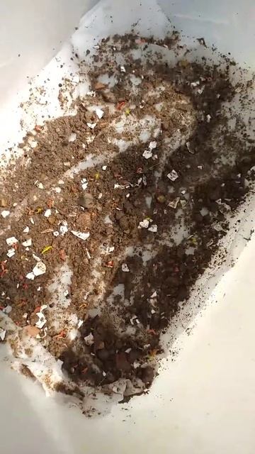 Semente e começo de flor celosia смотреть онлайн