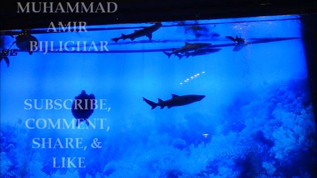 Maulana Muhammad Amir Bijlighar Muhammad, Mount Hera, & Quran In Loh E Mahfooz Pashto Bayan Bijliga смотреть онлайн