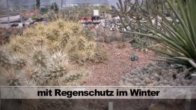 Stachelteam vom Oettinger Kakteeengarten смотреть онлайн