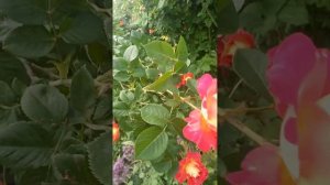 роза декор Арлекин 2024