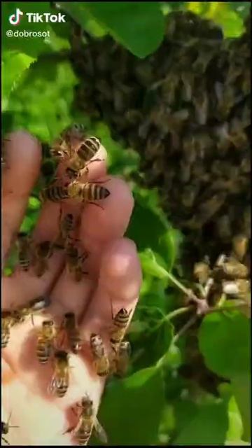 Животный мир в видеоиграях