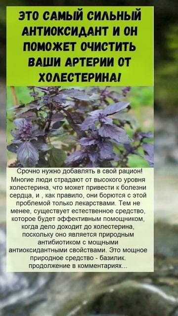 не просто травка... а вы знали? смотреть онлайн