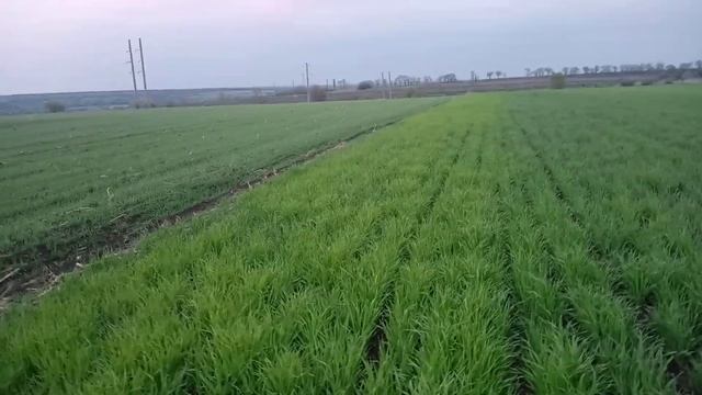 Трохи про ячмінь. смотреть онлайн