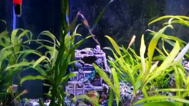 Аквариум у друга на работе. После лечения и профилактики метиленовыйм синим. смотреть онлайн