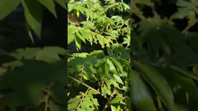 The Jamaican cherry tree is a great backyard fruit tree for lots of fruit and fast growing смотреть онлайн