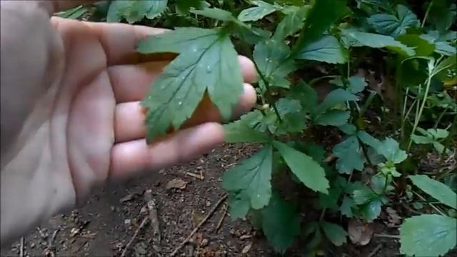 Wild Food : Wood Avens (Geum urbanum) смотреть онлайн