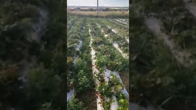 Как я оформлял междурядье у клубники. смотреть онлайн