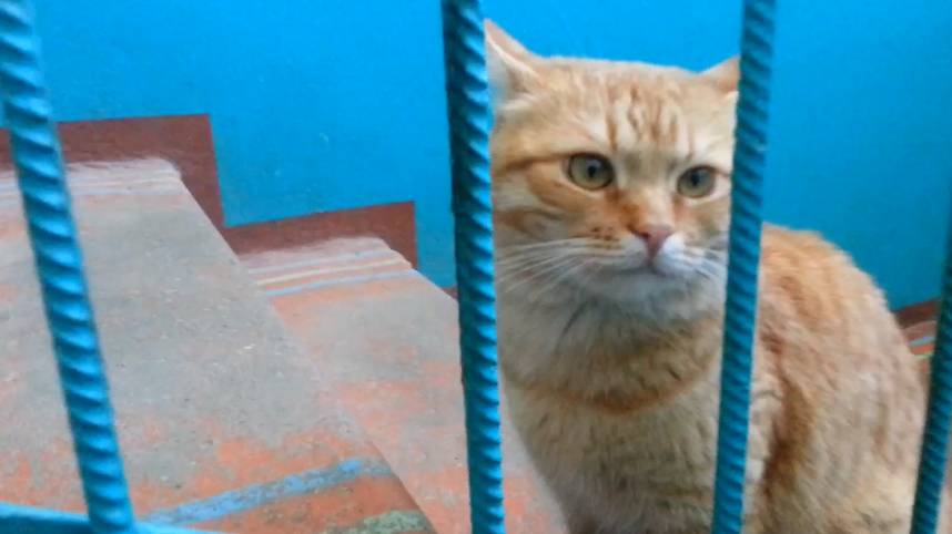 Домой смотреть онлайн