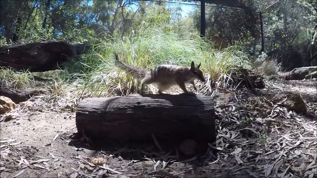 numbat смотреть онлайн
