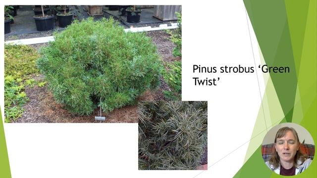 New Evergreens for 2023 смотреть онлайн