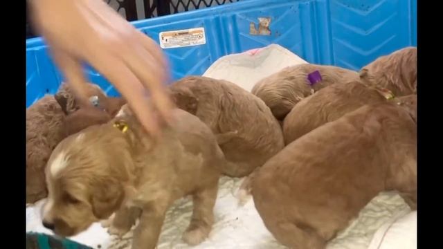 Weaning process Begins for 13 mini-doodle puppies... Record breaking litter for EverDoodles. смотреть онлайн