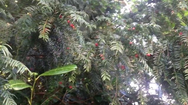 Eating Deadly Yew Berries! смотреть онлайн