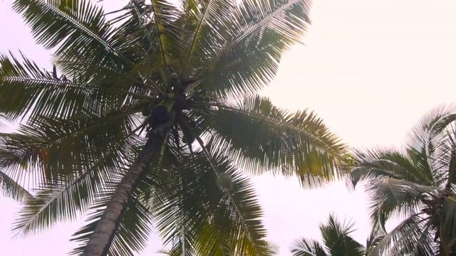 Underneath the Mango Tree Beach & Spa Hotel, Sri Lanka - presented by The Couture Travel Company смотреть онлайн