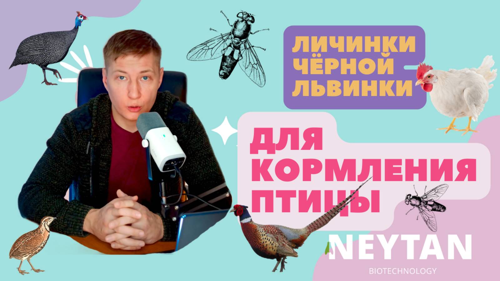 Можно ли кормить птиц сырыми личинками чёрной львинки? #чёрнаяльвинка #bsf #neytan