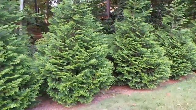Thuja Green Giant Time Lapse ~ Thuja Green Giant Arborvitae смотреть онлайн