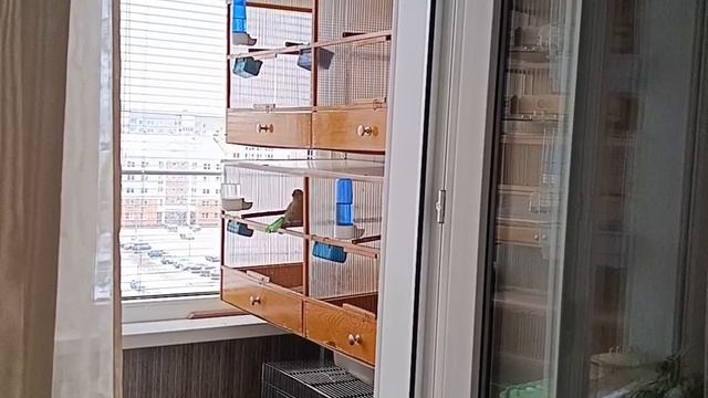 певчий дрозд смотреть онлайн