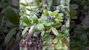 Польза листьев брусники