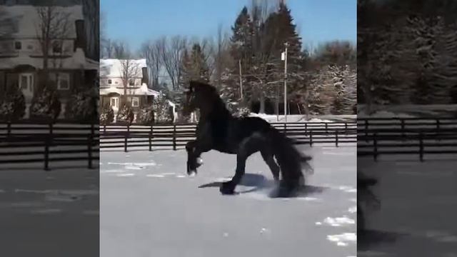 Самая красивая лошадь смотреть онлайн