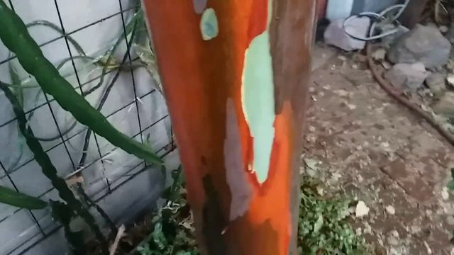 MY Rainbow Eucalyptus!!!! CHECK out the colors! смотреть онлайн