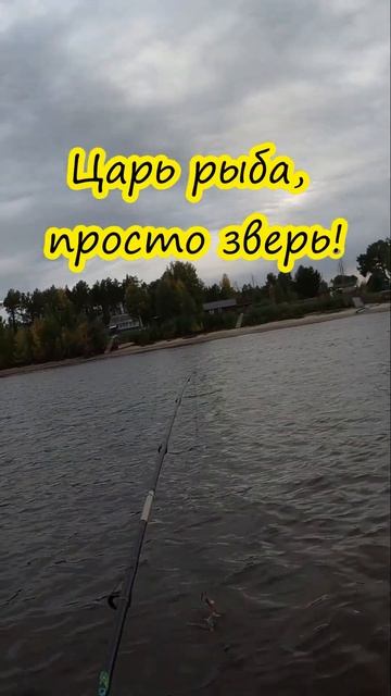 Поймал монстра, царь рыба!!! смотреть онлайн