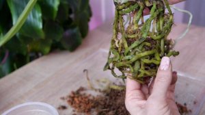 Пересадка орхидеи. Система легкого ухода для меня. Подробно, всё объясню.