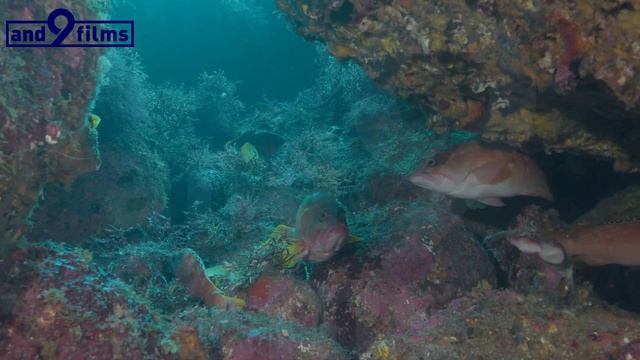 【8K 水中映像】アカハタ / Blacktip grouper / Epinephelus fasciatus смотреть онлайн