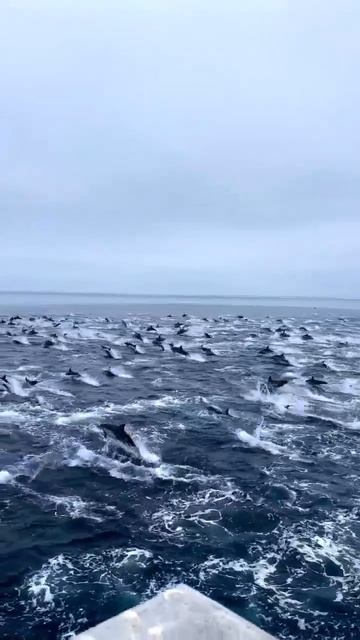 Когда загадал желание - увидеть хотя бы одного дельфина))) смотреть онлайн