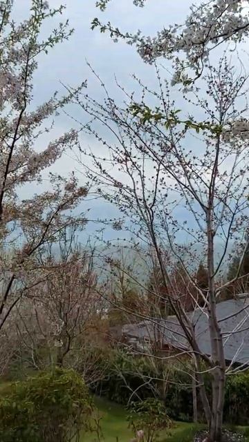 Японский сад, Мрия Резорт*, Крым, цветение сакуры смотреть онлайн