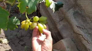 Виноград. Экскалибур.