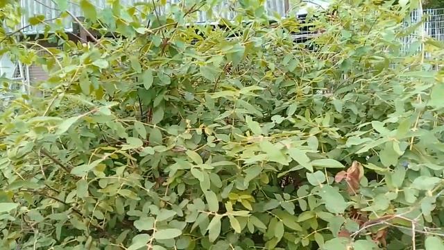Кормлю кур жимолостью