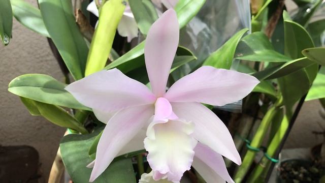 Rhyncholaelia Glauca x Cattleya Intermedia orchid in bloom смотреть онлайн