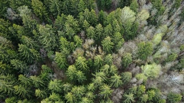 Красивая Музыка на Флейте - Этот Прекрасный Чарующий Мир - Музыка для Релаксации и Успокоения