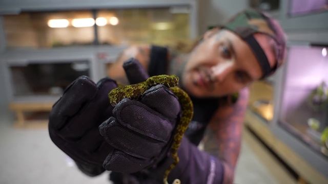 MANGSHAN PIT VIPERS! Crazy Camo Snakes! смотреть онлайн